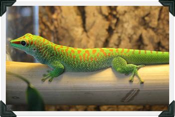 giantdaygecko