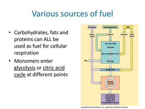 Ap Bio Exam Review Cell Energy Respiration And Photosynthesis Ppt Download