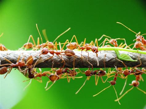 Insectos Beneficiosos Para El Control De Plagas IRiego