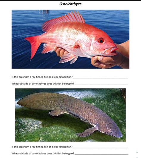 Lobe Finned Fish Vs Ray Finned Fish