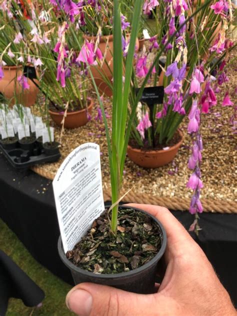 Dierama ‘pulcherrimum 9cm Plant Hoyland Plant Centre