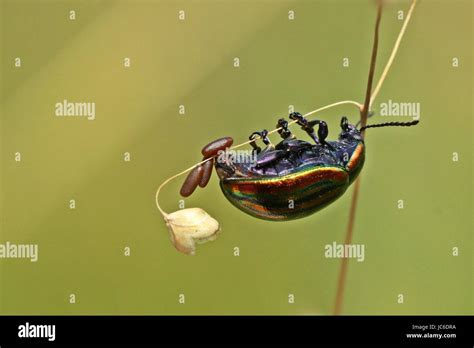 Snowdon Beetle Hi Res Stock Photography And Images Alamy