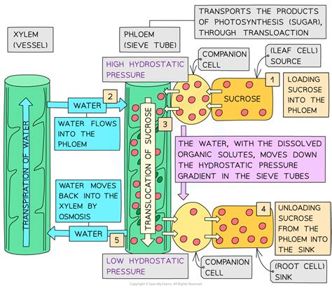 Translocation In Plants Hl Hl Ib Biology Revision Notes