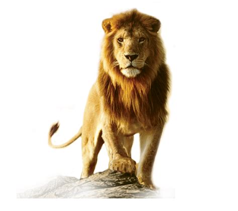 Lion Png Images And Clipart Free Download