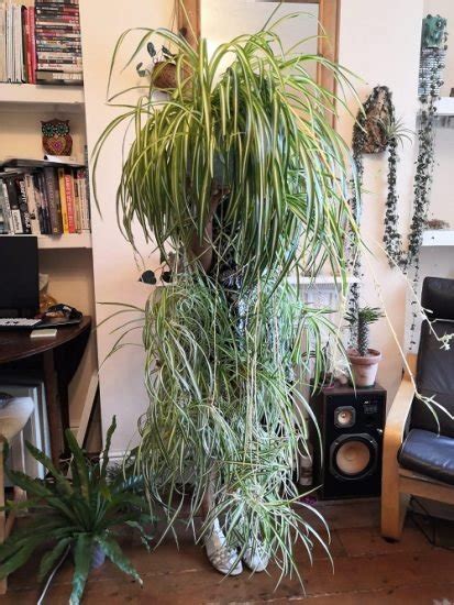 18 Best Ideas To Grow Spider Plant Vertically Balcony Garden Web