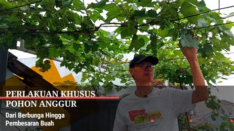 PANGKAS PEMBUAHAN ANGGUR JUPITER Update Cara Tanam Anggur Dalam Pot