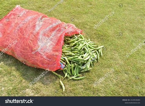 Fresh Green Peas Pea Most Commonly Stock Photo Edit Now