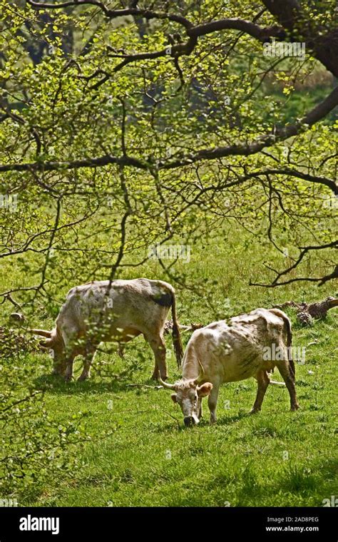 Chillingham Cattle Bos Taurus Bull Left And Cow Grazing