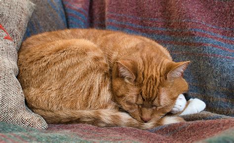 Le Sommeil Du Chat Ce Qu Il Faut Savoir