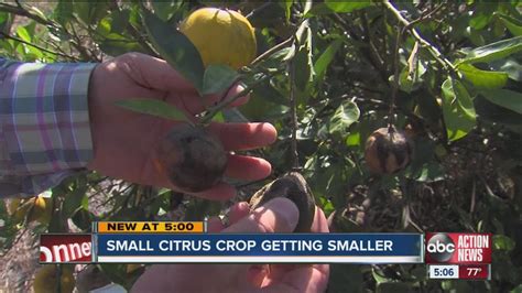 Disease Called Citrus Greening Threatens Florida Industry Youtube