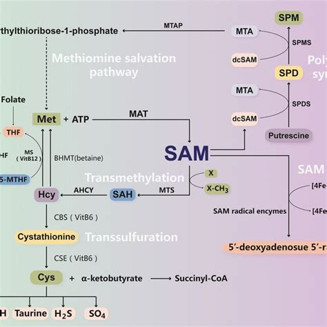 S‐adenosylmethionine Sam Biosynthesis And Metabolism Methionine