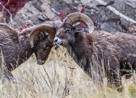 Cannundrums Rocky Mountain Bighorn Sheep Washington