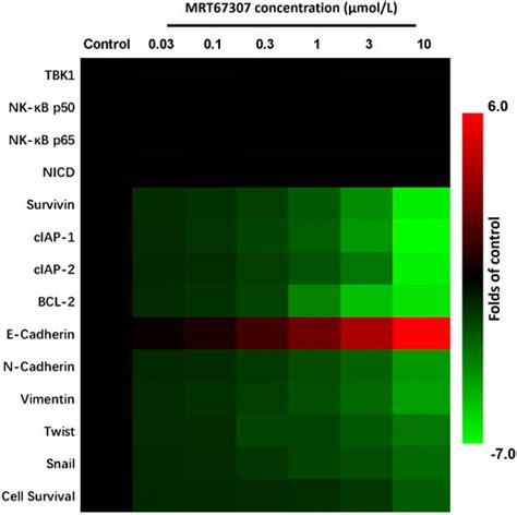 Frontiers Knockdown Of Tank Binding Kinase 1 Enhances The Sensitivity