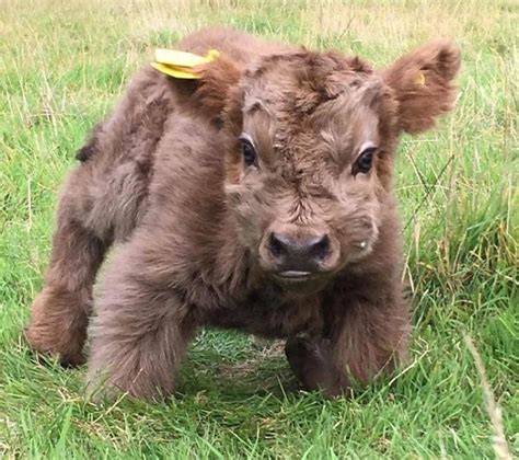 This baby yak is a big fluffbulk : r/AbsoluteUnits