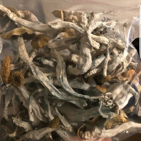 Buy Psilocybe Cubensis Spores Online - Buy Psychedelics Online