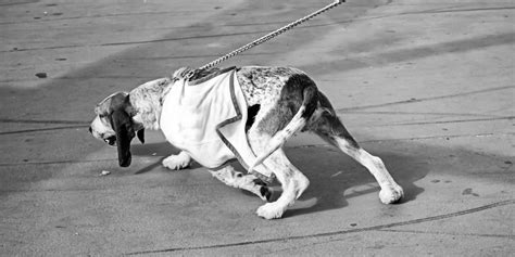 leashes  dogs  pull advantages buying guide faq