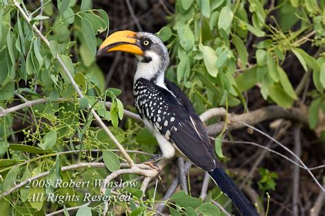 Birds Of East Africa Largest And Most Popular Gallery On The Website