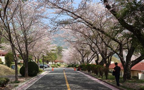 Chinhae to host cherry blossom festival March 30 | Stripes Korea