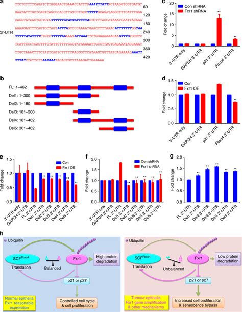 Identification Of The Ares That Control Fbxo4 Translation By Fxr1 A