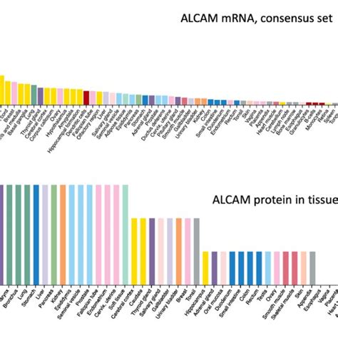 Levels Of Expression Of Alcam Mrna And Protein In Human Tissues