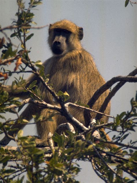 Baboon | African Primate, Social Behavior & Adaptations | Britannica