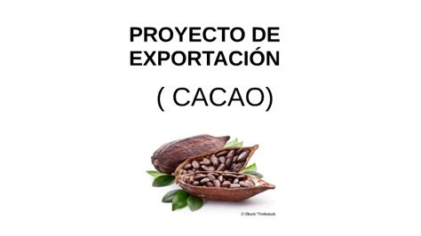 Proyecto De ExportaciÓn De Cacao By Marcela Caro On Prezi