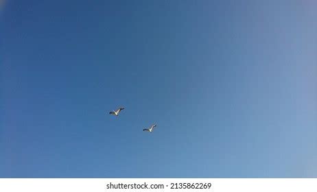 2,490 Pelican flying silhouette Images, Stock Photos & Vectors | Shutterstock