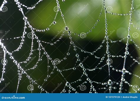 Water Droplets On A Spider Web In Nature Stock Photo Image Of Bead