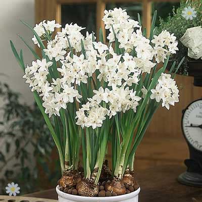 Paperwhite Narcissus – Beautiful Flower Arrangements and Flower Gardens