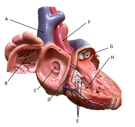 Heart Model Diagram Quizlet