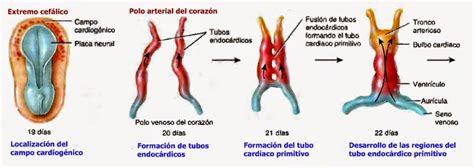 Formaci N Y Desarrollo Del Coraz N