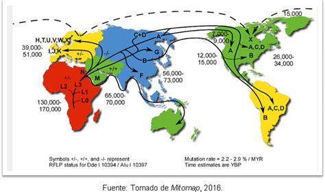 Definición de ADN Mitocondrial Concepto en DefiniciónABC