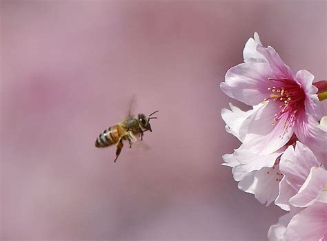 Pin On Bees