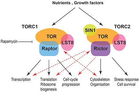 Frontiers The TOR Signaling Pathway In Spatial And Temporal Control