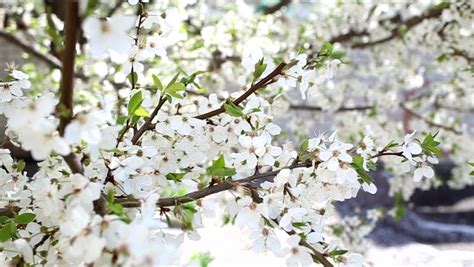 Beautiful Spring Trees in Blossoms Stock Footage Video (100% Royalty ...