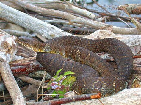 northern water snake Free Photo Download | FreeImages