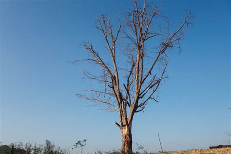 Gambar Pohon Tua Alam Langit Kayu Tanaman Cabang Menanam