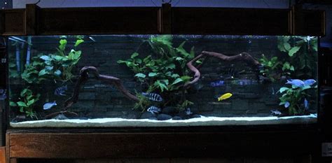 African Cichlid Aquarium Setup Guide Hi Tek Aquariums