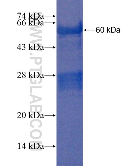 TRIM40 Fusion Protein Ag21649 Proteintech