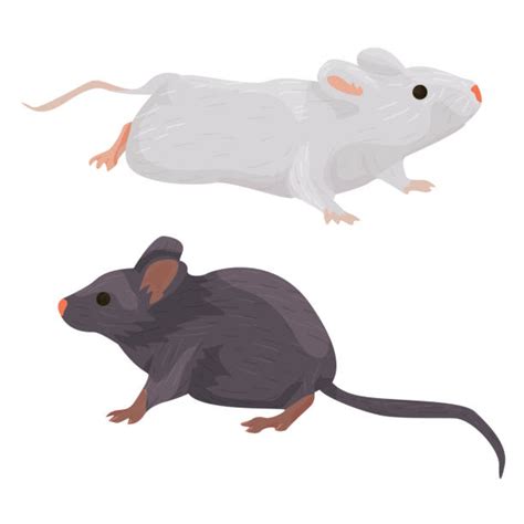 Lab Mouse Illustrations Royalty Free Vector Graphics And Clip Art Istock