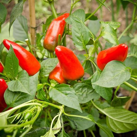 Coltivazione Peperoncino Coltivazione Ortaggi Come Coltivare