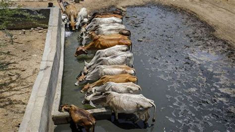 Lumpy Skin Disease Kills 101 Cattle In Mp So Far Cm Says State To