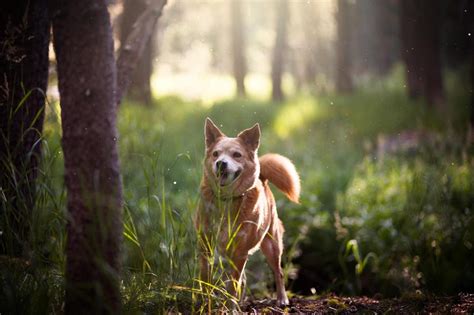 Hundeurlaub Dein Urlaub Mit Hund In Ferienwohnung Auf Dem Bauernhof