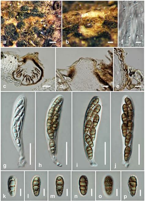 Xenoroussoella Triseptata Facesoffungi Number Fof Faces Of Fungi