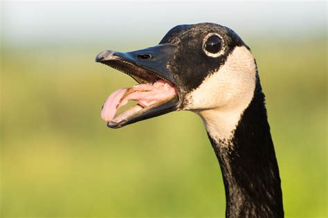 Dramatic Goose Canadian Animals Animals Small Pets