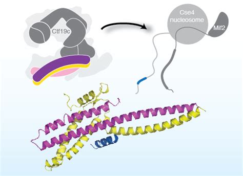 Recognition of centromere‐specific histone Cse4 by the inner ...