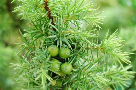 Juniperus Oxycedrus Pallano