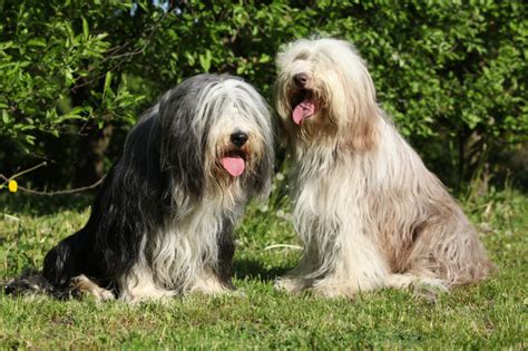 Magazine Para Cães Raças De Cães Tudo Sobre O Bearded Collie