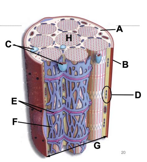 Muscle cell Diagram | Quizlet