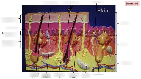 Practical Skin Diagram Quizlet